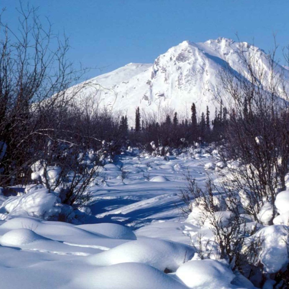 Winter_scenic_of_Arctic_national_wildlife_refuge_with_snow_and_trees